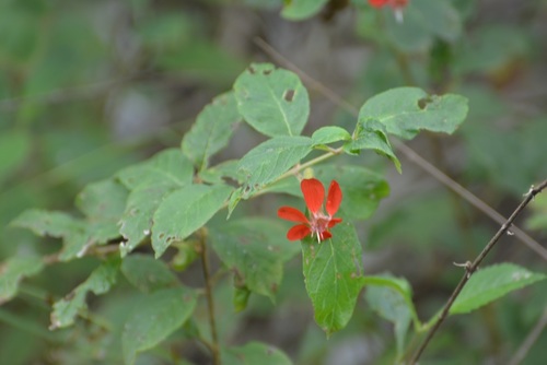Cuphea intermedia (Cuphea intermedia)