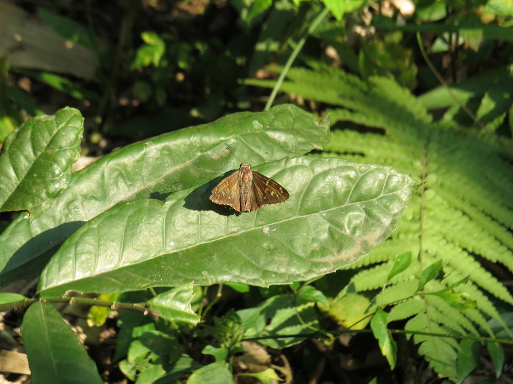 Perichares philetes aurina