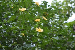 Dendrosida sharpiana