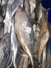 Thunnus
