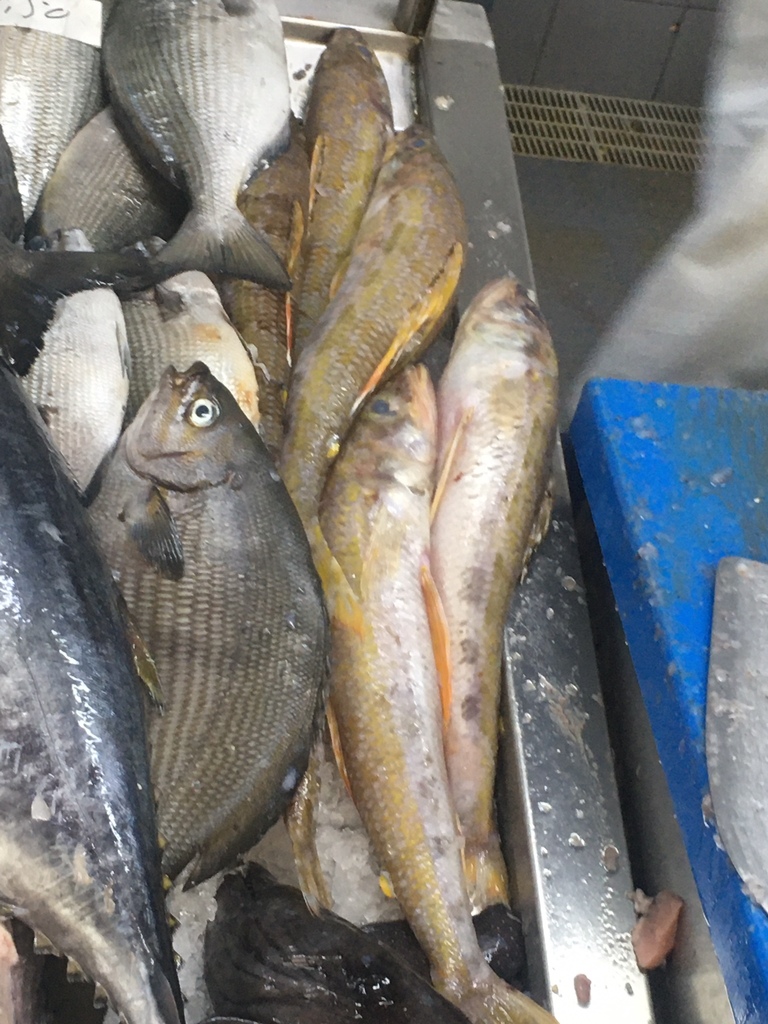 Royal flagfin (Aulopus filamentosus) — Aulopidae