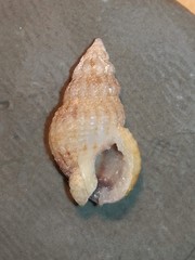 Tritia incrassata
