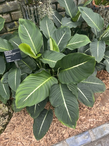 Dieffenbachia pittieri