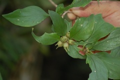 Bouvardia dictyoneura