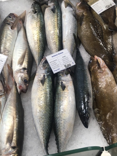 Atlantic chub mackerel (Scomber colias) — Scombridae