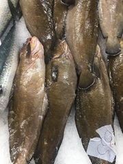 Gadiformes