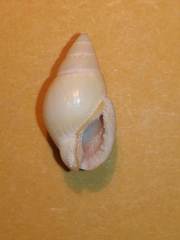 Tritia corniculum
