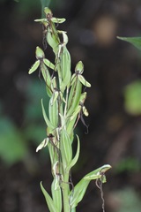 Habenaria macroceratitis