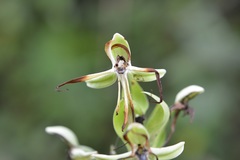 Habenaria macroceratitis
