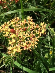 Cyphostemma natalitium