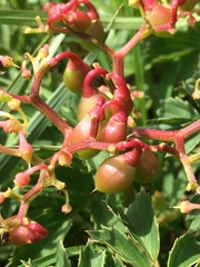 Cyphostemma natalitium