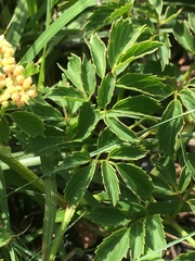 Cyphostemma natalitium