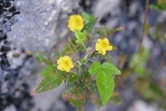 Oxalis frutescens