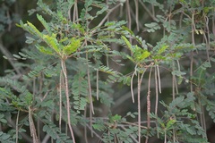 Alvaradoa amorphoides