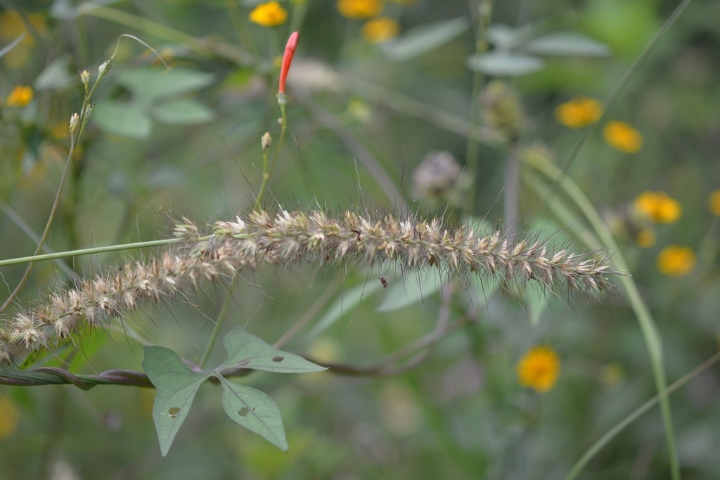 Cenchrus multiflorus