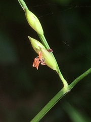 Urochloa chusqueoides
