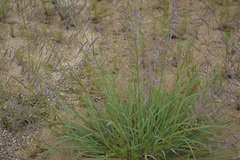 Bouteloua elata