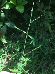 Urochloa chusqueoides