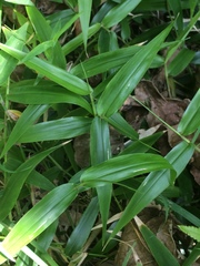 Urochloa chusqueoides