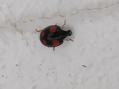 Harmonia axyridis