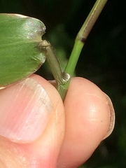 Urochloa chusqueoides