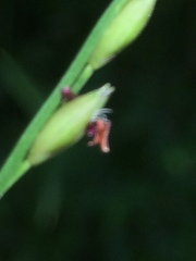 Urochloa chusqueoides