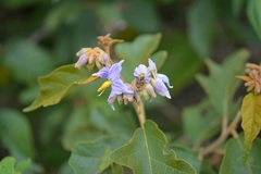 Solanum hispidum