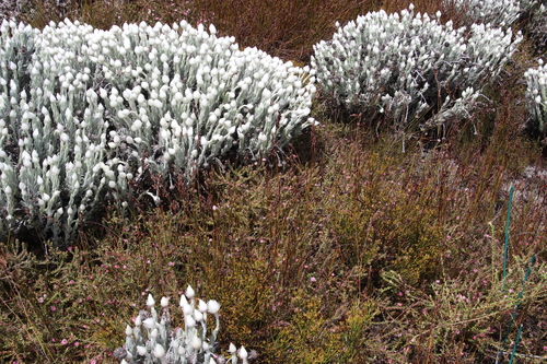 Image of Thesium nudicaule by (c) Tony Rebelo, some rights reserved (CC BY-SA)