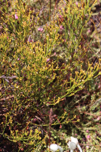 Image of Thesium nudicaule by (c) Tony Rebelo, some rights reserved (CC BY-SA)