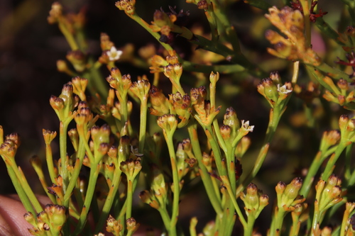 Image of Thesium nudicaule by (c) Tony Rebelo, some rights reserved (CC BY-SA)