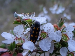 Castiarina xanthopilosa
