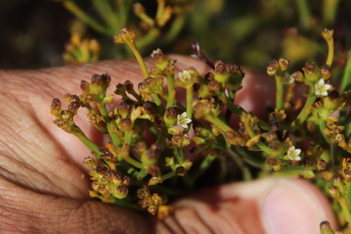 Image of Thesium nudicaule by (c) Tony Rebelo, some rights reserved (CC BY-SA)