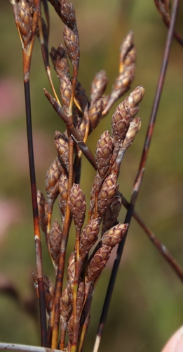 Restio bifurcus (Restio bifurcus)