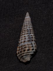 Cerithium coralium