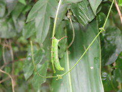 Macroglossum corythus