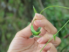 Macroglossum corythus