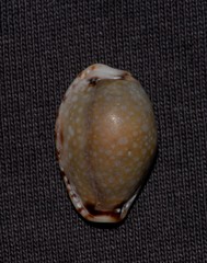 Naria labrolineata