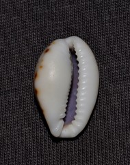 Naria labrolineata