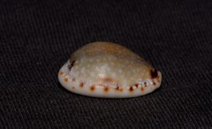 Naria labrolineata
