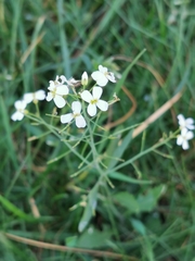 Arabidopsis arenosa arenosa