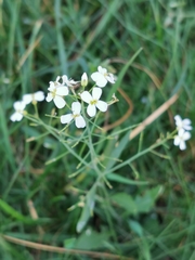 Arabidopsis arenosa arenosa