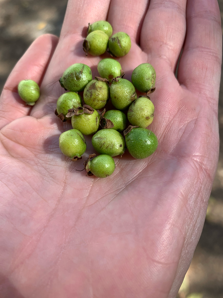 Psidium araucanum