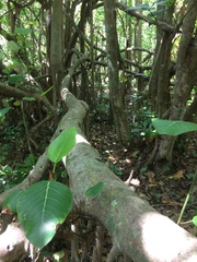 Ficus trichopoda