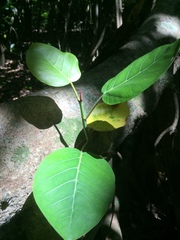 Ficus trichopoda