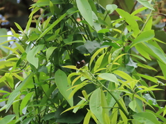 Seseria formosana