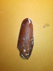 Lithophaga lithophaga