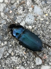 Harpalus honestus