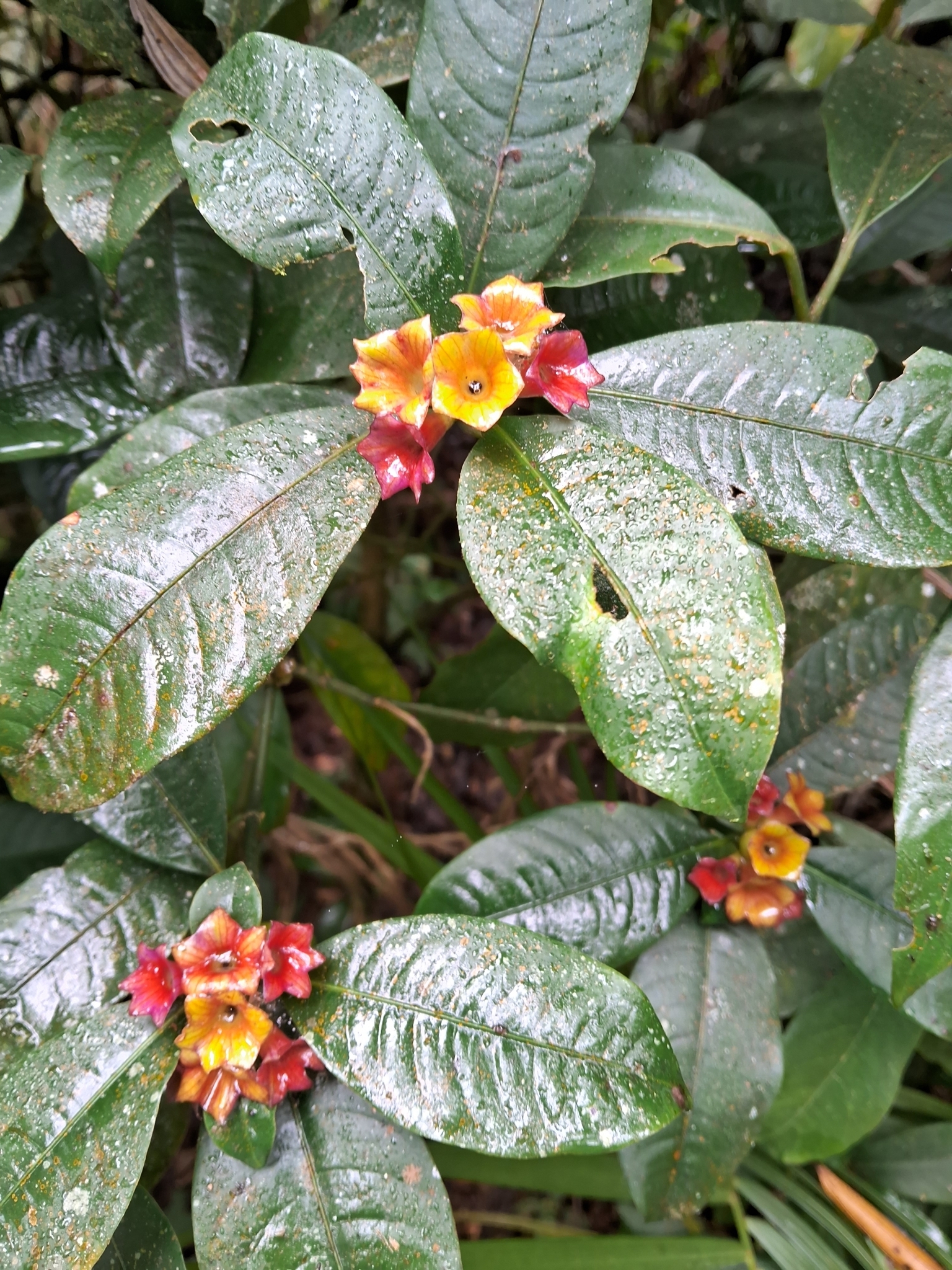 Psychotria nuda