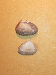 Striarca lactea