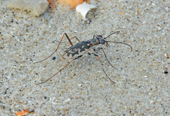 Ellipsoptera marginata